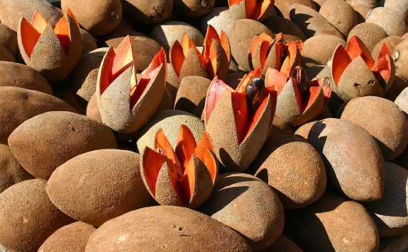 Mamey Apple